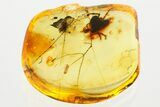 Fossil Winged Scale Insect (Coccoidea) w/ Spider Webs in Baltic Amber #372551-2
